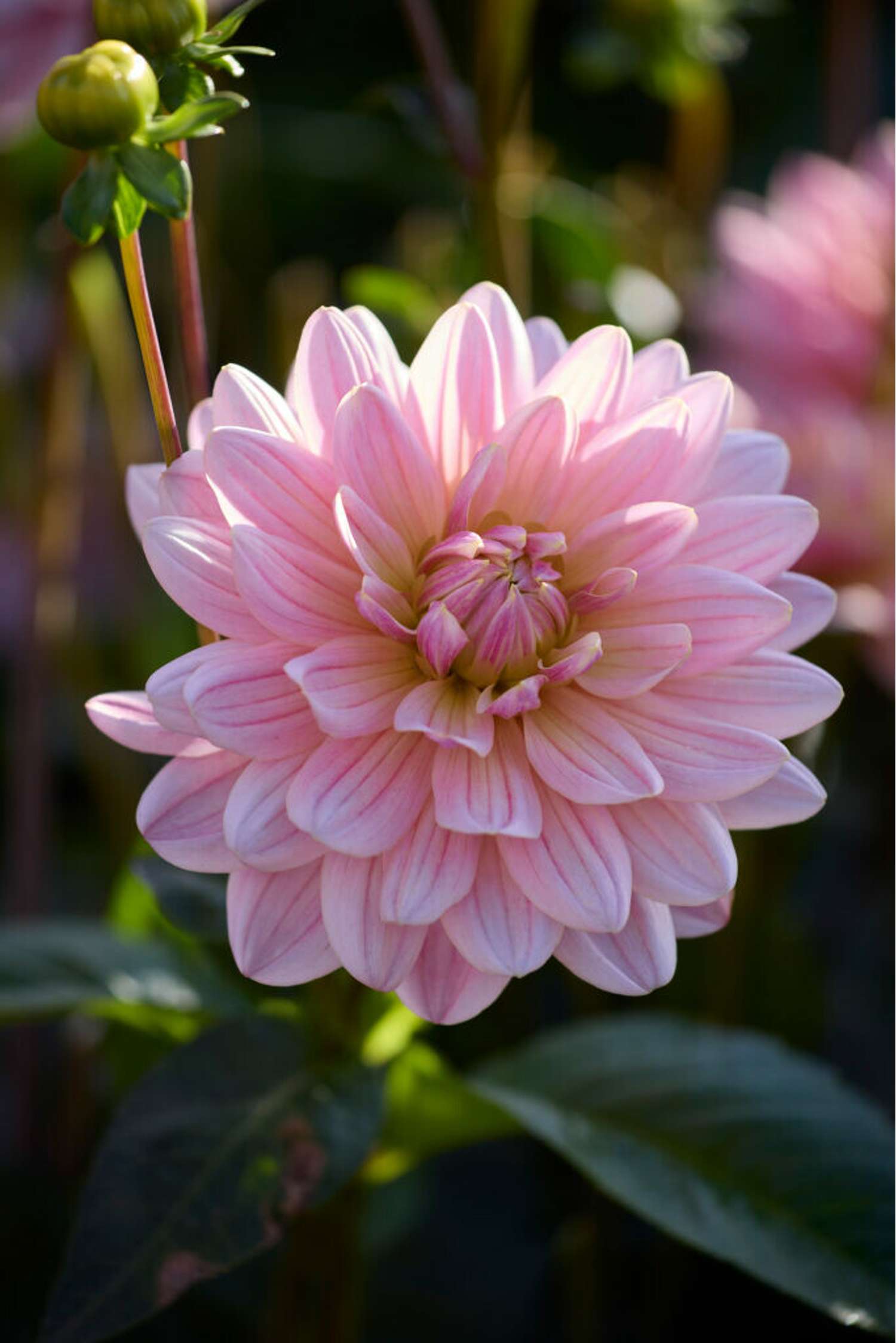 Dahlie 'Pink Magic'